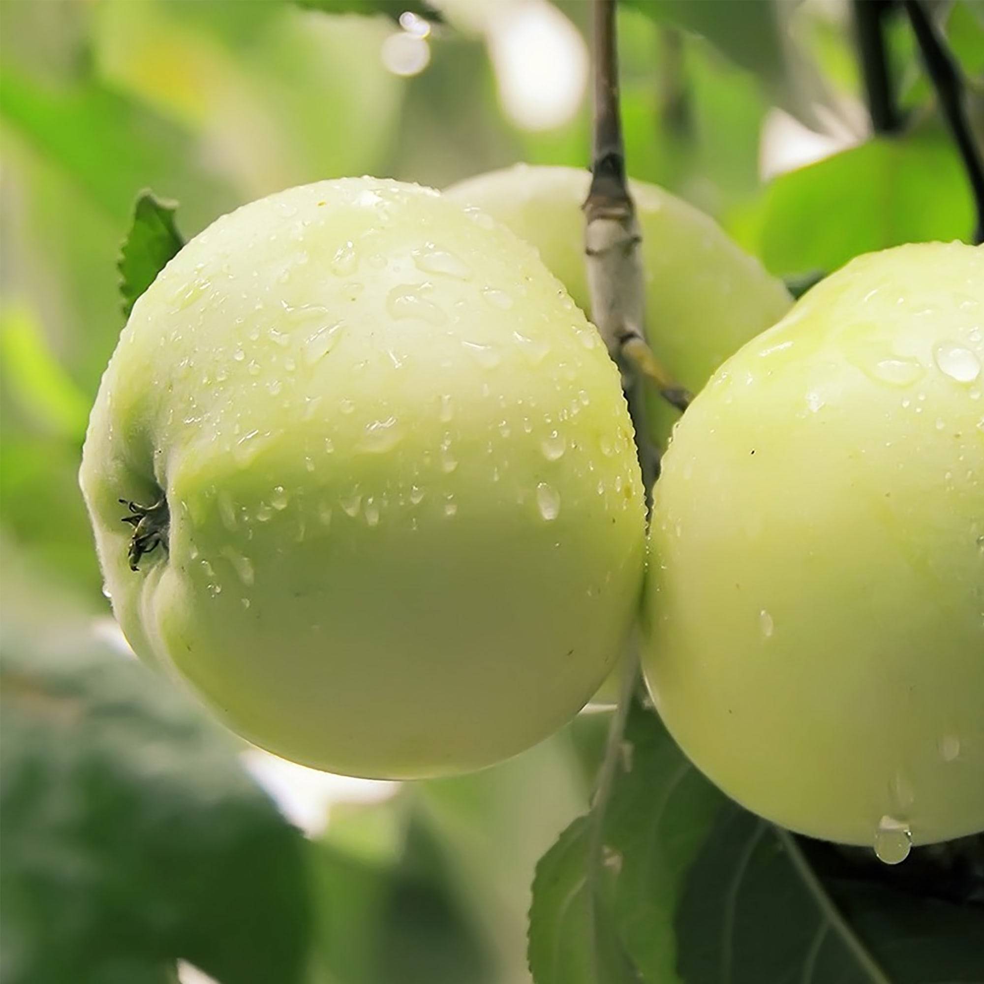 Сорт яблони антоновка обыкновенная – описание, морозостойкость, фото, отзывы