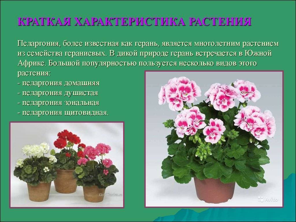 Цветы герани: описание с фото, особенности выращивания и ухода - sadovnikam.ru