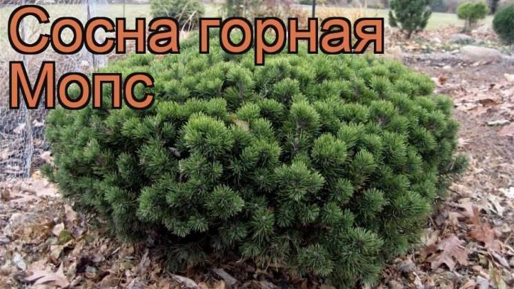 Описание сосны горной мопс, её посадка и уход за ней