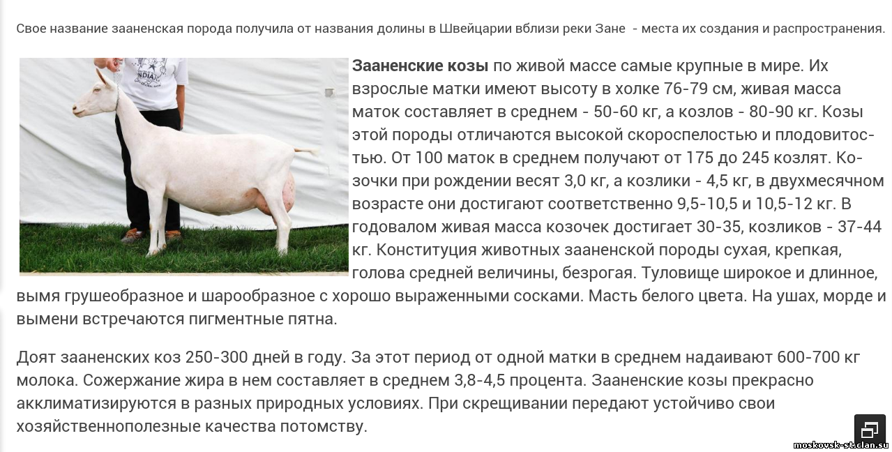 Окоты коз. начало, отделение последа, восстановительный период