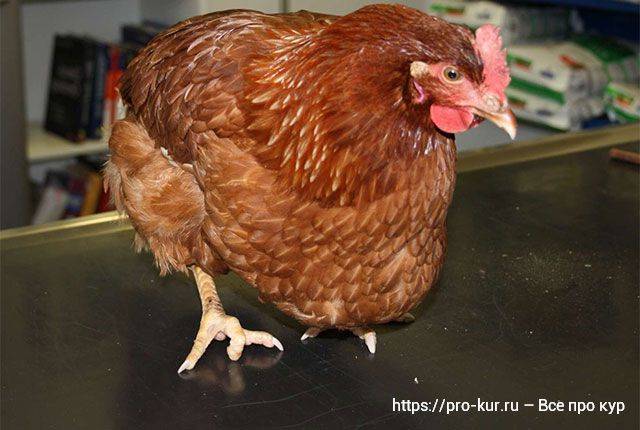 Зоб у цыплят и кур: лечение болезни