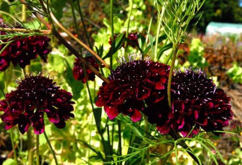 Цветы скабиоза: их фото, выращивание из семян, пурпурная и кавказская скабиоза