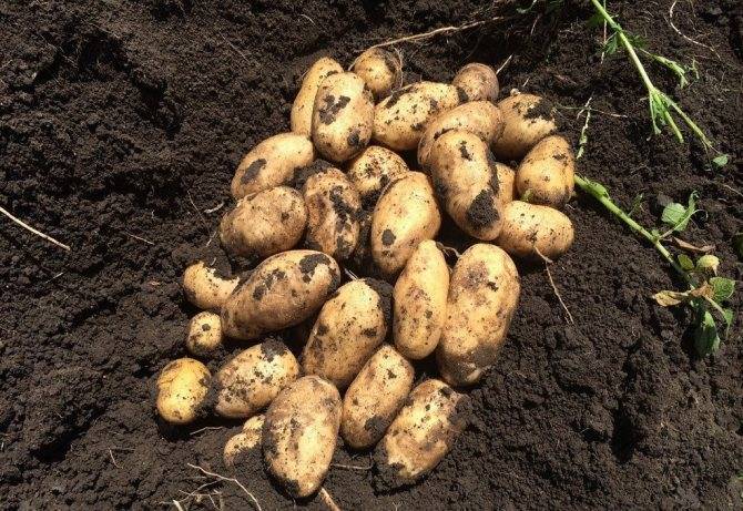 Картофель импала: описание сорта, фото, отзывы