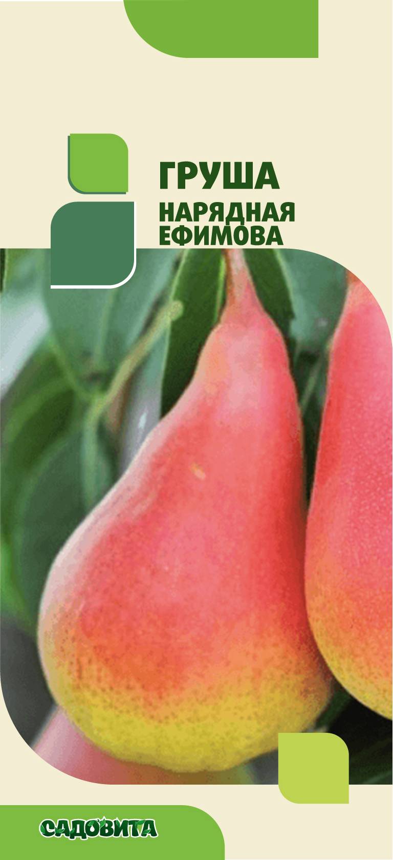 Груша нарядная ефимова: описание сорта, фото, отзывы