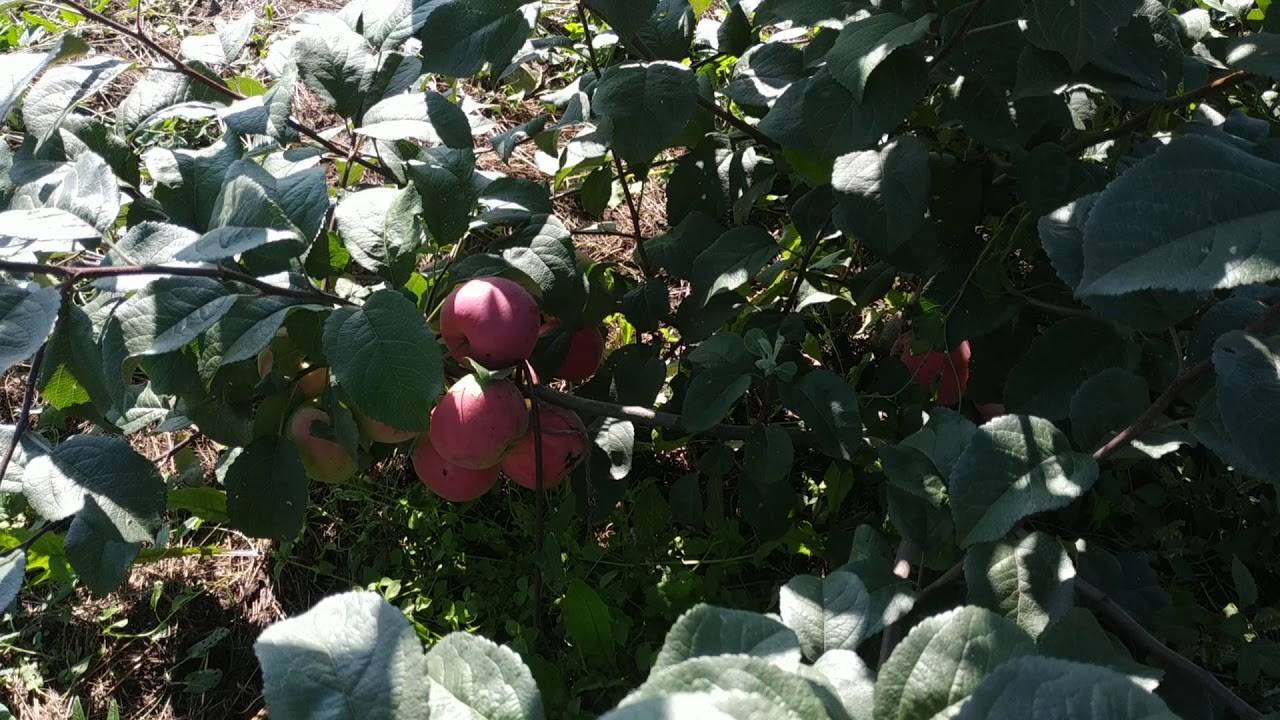 Устойчивость к морозам, неприхотливость и другие характеристики яблони заветное