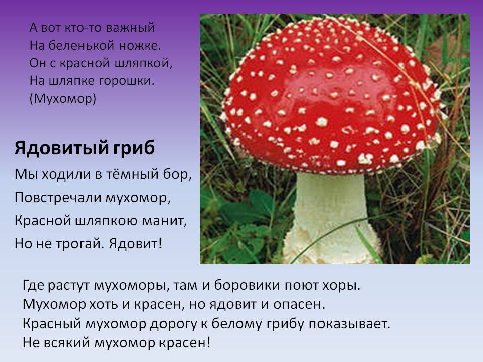 Вся правда о красном мухоморе! достоинства и недостатки знаменитого гриба