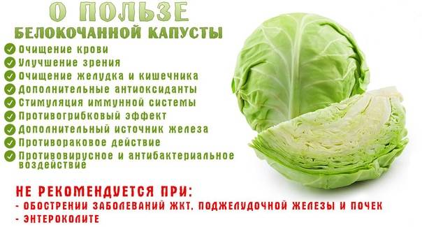 Капуста белокочанная: витамины и минералы – проовощи.ру
