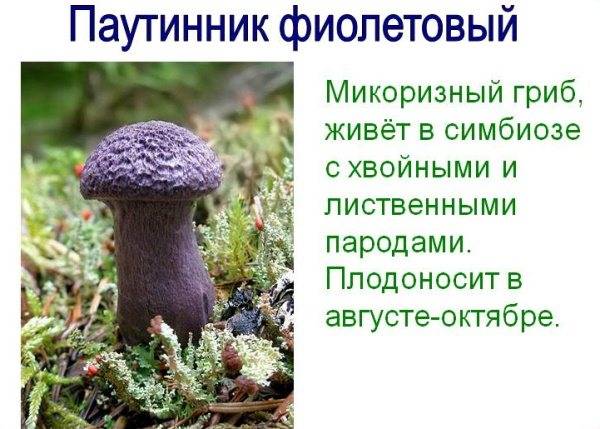 Гриб паутинник: описание и фото, 6 классов опасности