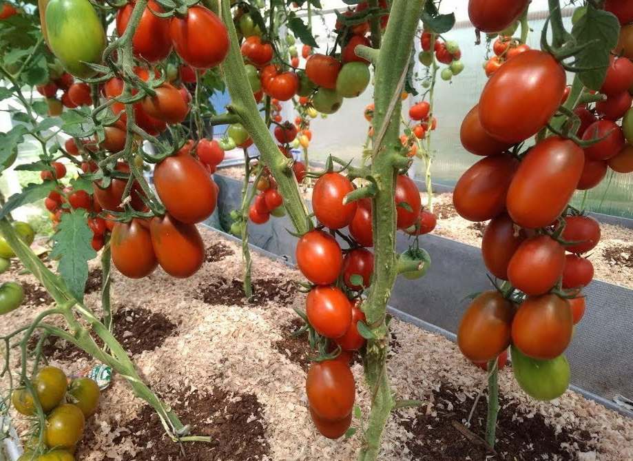 Самые урожайные сорта томатов для теплиц и вкусные