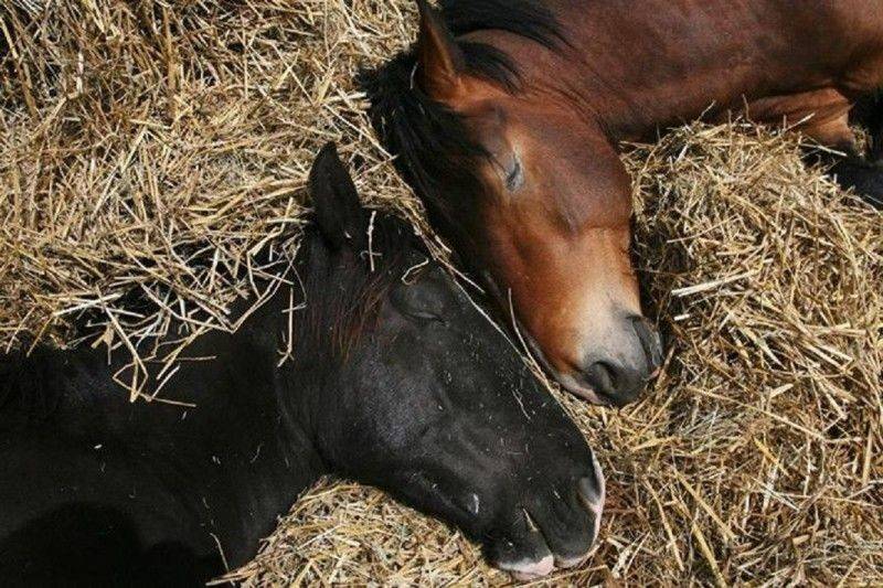 Сон лошадей или как спят скакуны