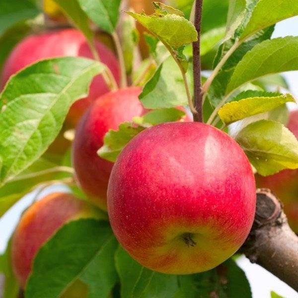 Сорт яблони эрли женева: фото, отзывы, описание, характеристики.