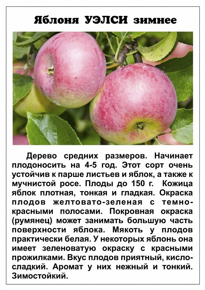 Яблоня баяна