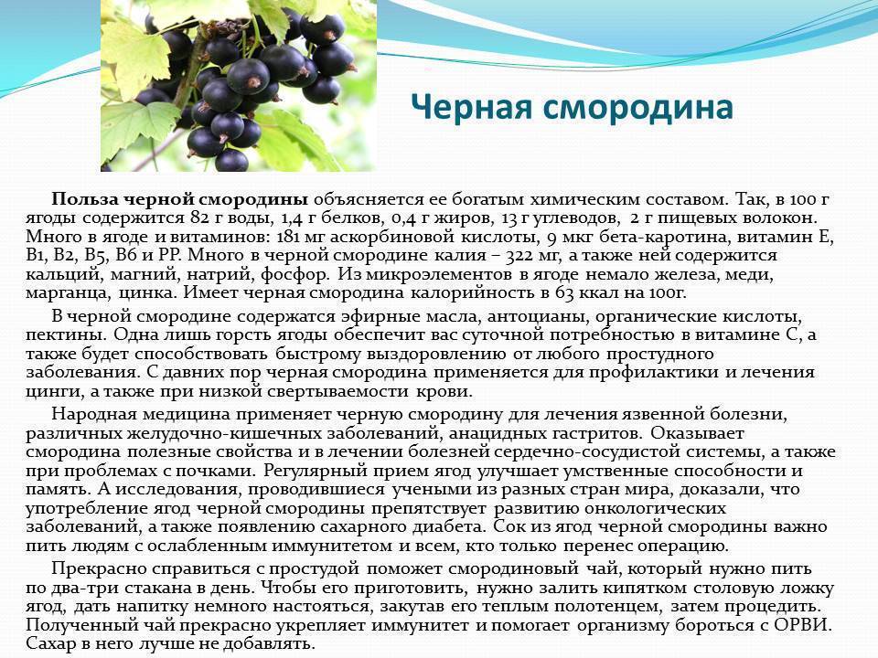 Красная смородина - полезные и опасные свойства красной смородины