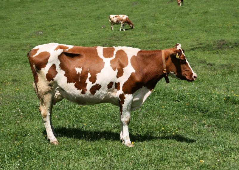 Айрширская корова — характеристика породы и особенности разведения