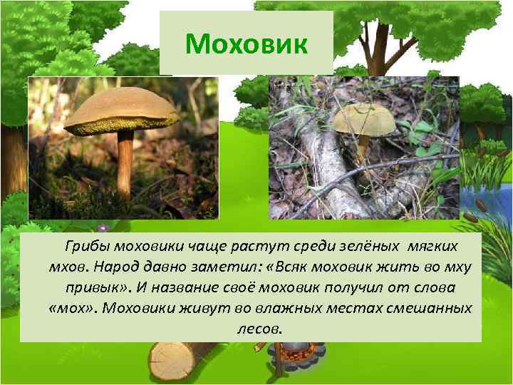 Виды мхов с описанием и названиями, список растений — ribnydom.ru