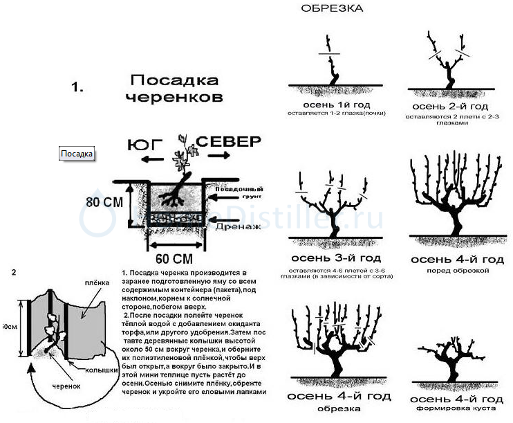 Схема посадки технических сортов винограда