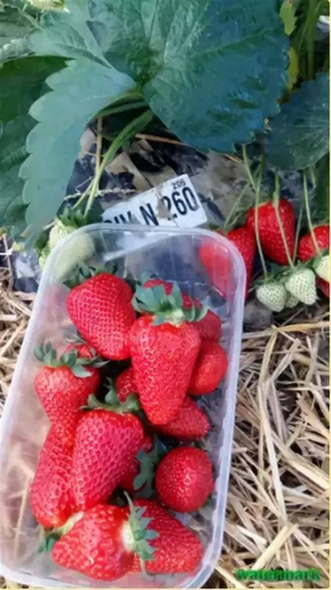 Особенности посадки и ухода за клубникой гаригуэтта