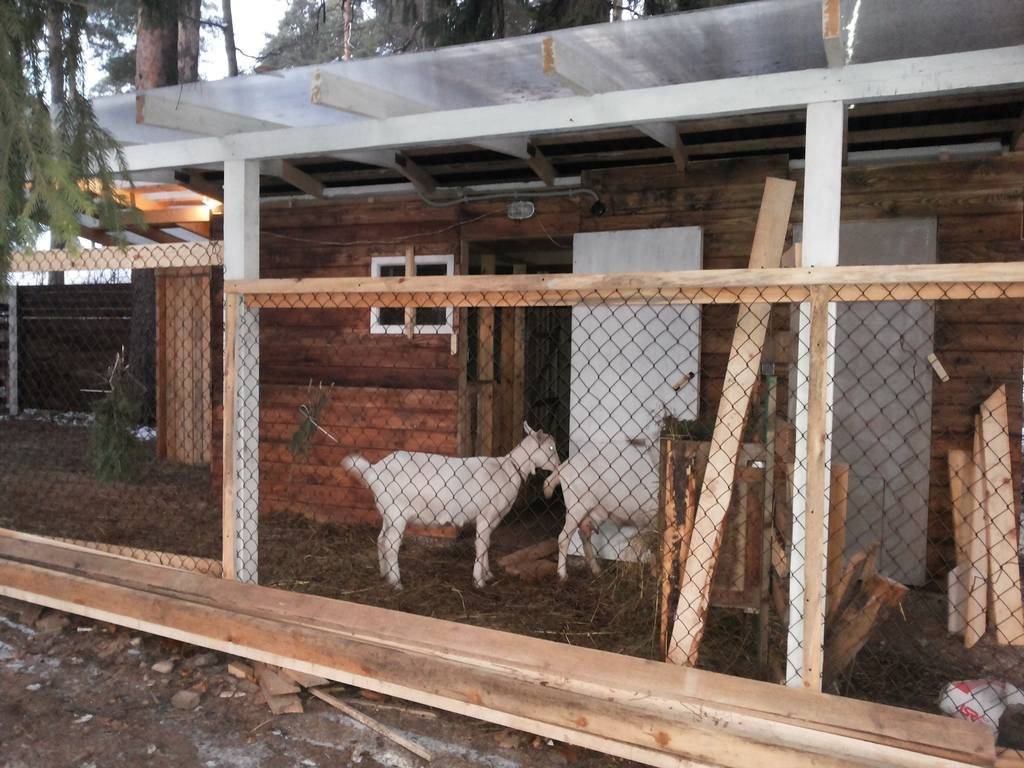 Помещение для содержания коз, построенное своими руками | фермер знает |