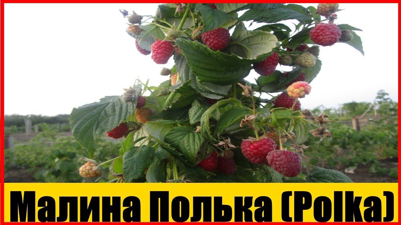 Сорт малины полька: описание и характеристики, посадка и уход, отзывы с фото
