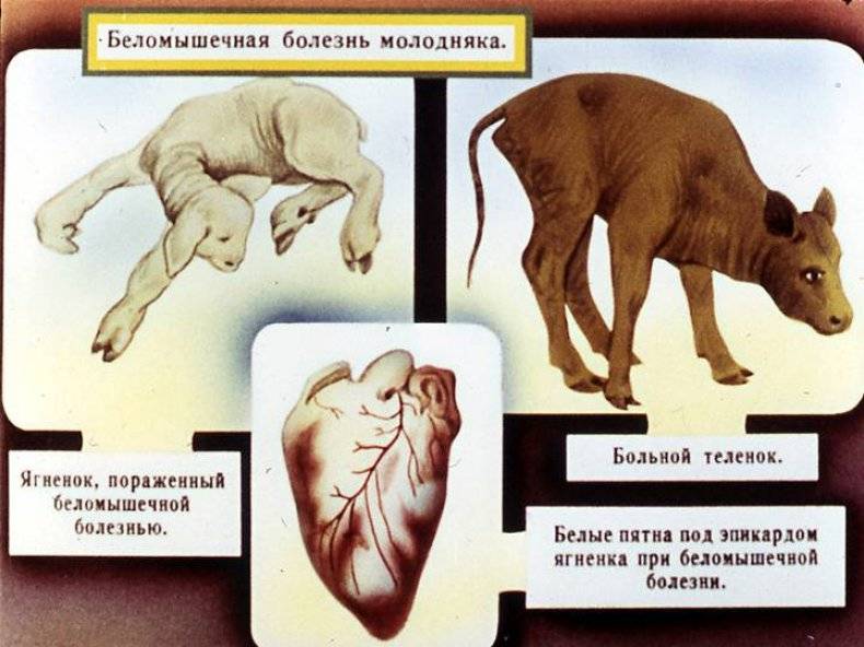 Рахит — agroxxi