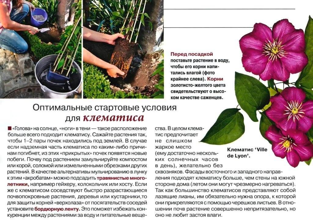 Выращивание клематиса из семян: посадка на рассаду в домашних условиях, в открытый грунт