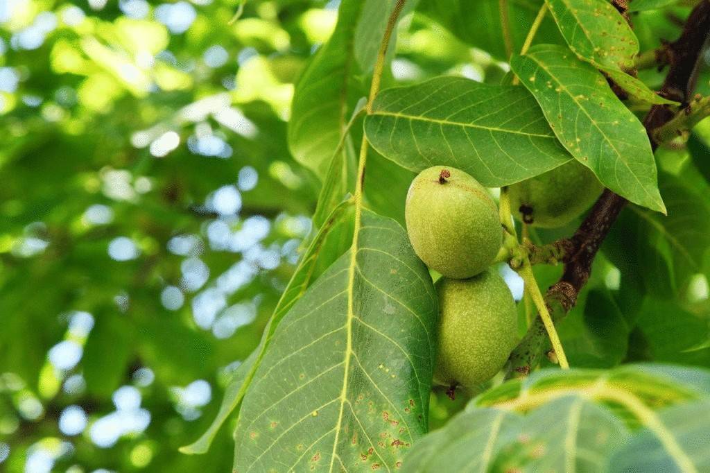 Грецкий орех - дерево семейства ореховые. посадка, выращивание и уход :: syl.ru
