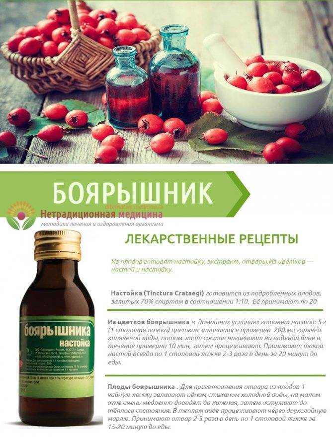 Полезные свойства боярышника для женщин и мужчин, применение, противопоказания