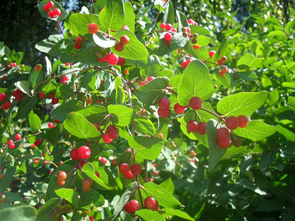 Жимолость татарская (lonicera tatarica): описание растения, посадка и уход