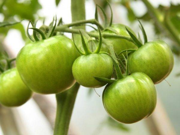 Сорт томатов первоклашка: описание и фото