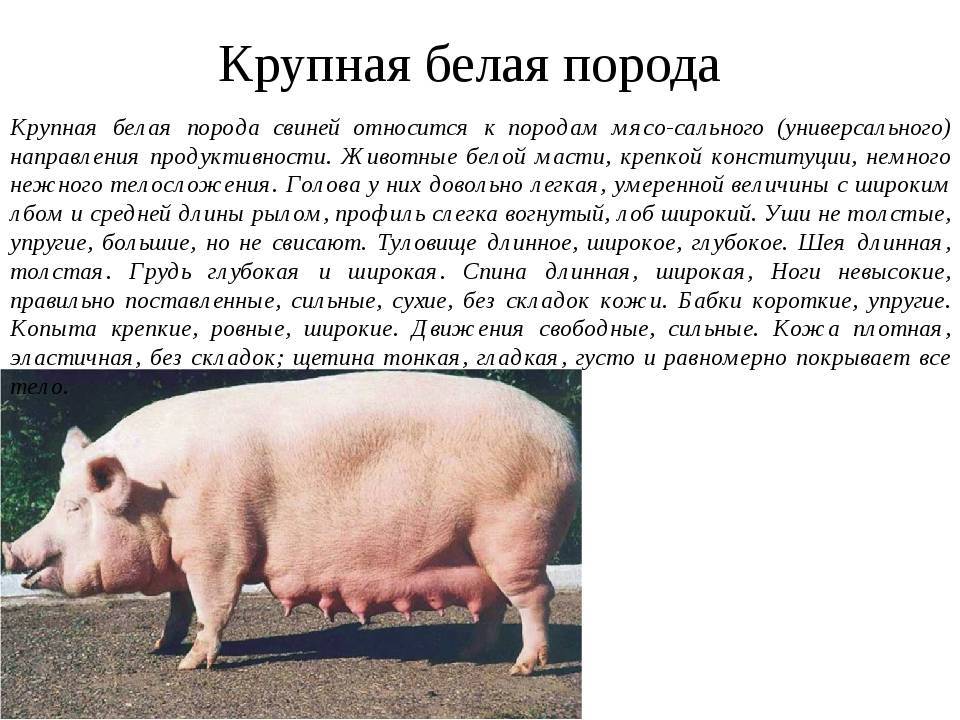 Породы свиней - свиноводство - животноводство - собственник