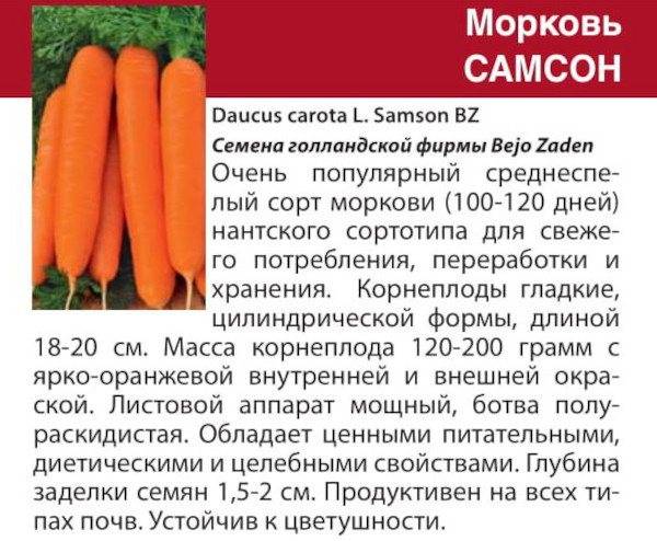 Морковь самсон: отзывы, характеристика и урожайность, сорта, фото