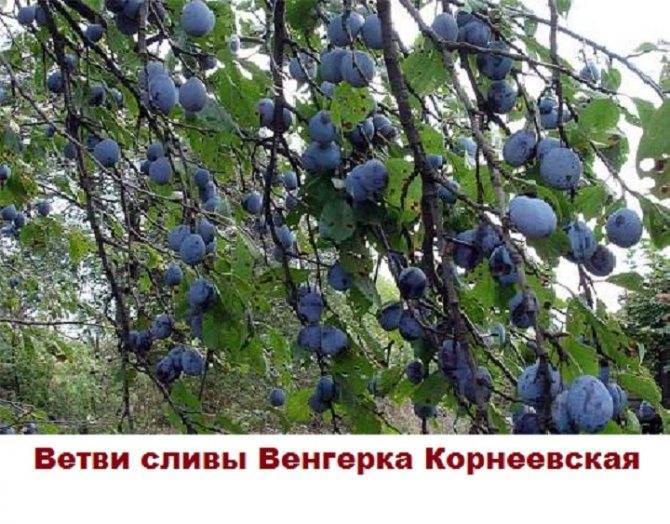 Слива венгерка: обзор популярных сортов