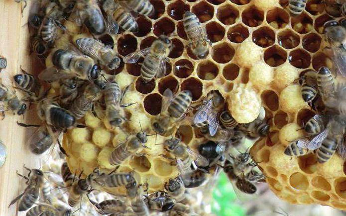 Почему осенью пчелы покидают улей