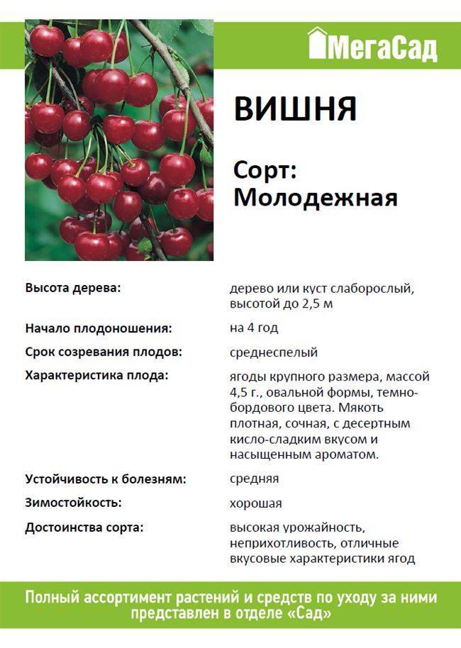 Что отличает любскую вишню от других сортов
