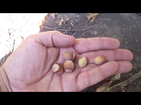 Посадка и выращивание фундука из ореха в домашних условиях