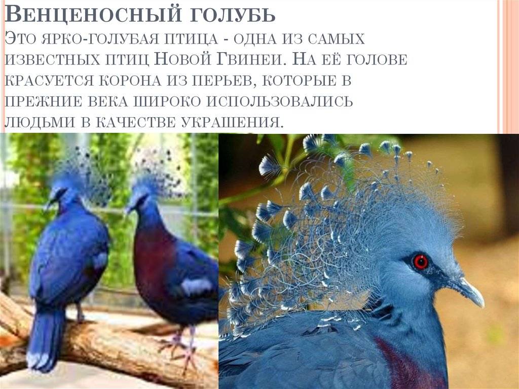 Веероносный венценосный голубь. обсуждение на liveinternet