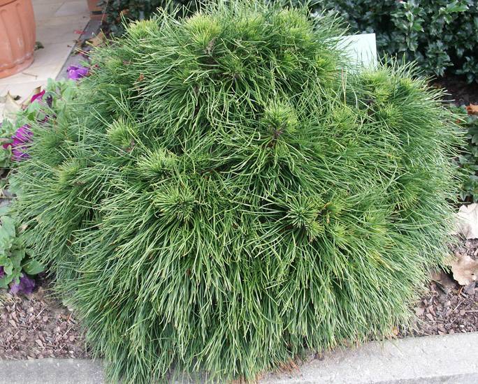 Сосна горная варелла (pinus mugo varella): описание, посадка и уход