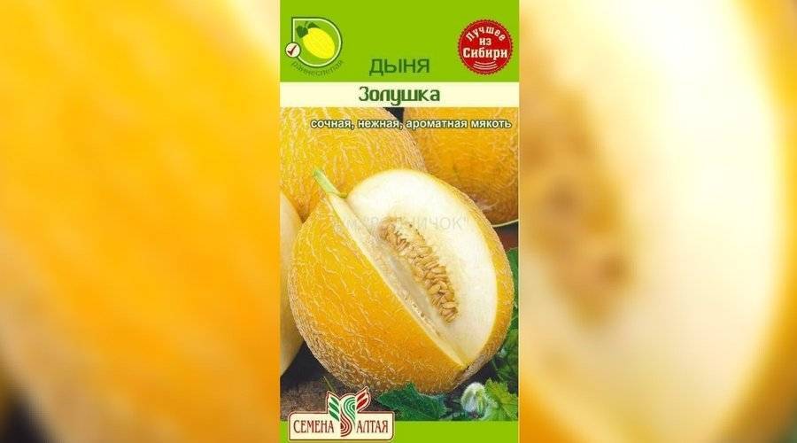 Дыня золушка: описание и характеристика сорта