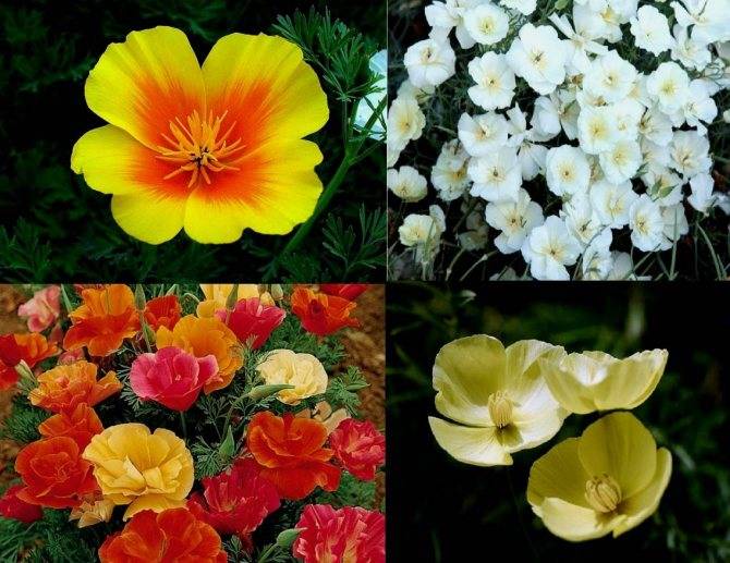 Эшшольция: как получить крепкую рассаду, способы размножения, применение в саду, фото калифорнийского мака, описание цветов