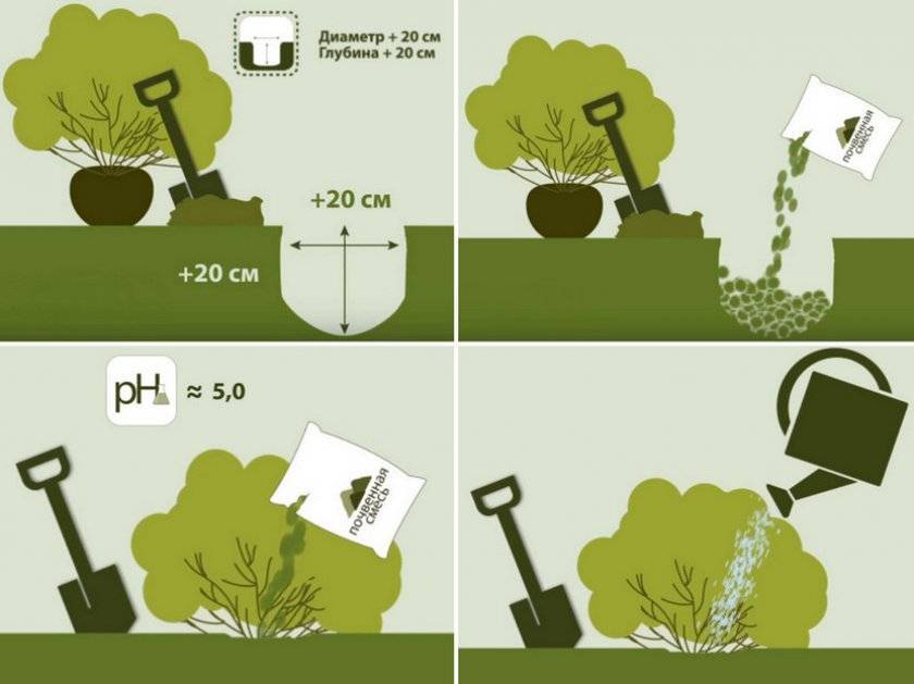 Схема посадки гортензии