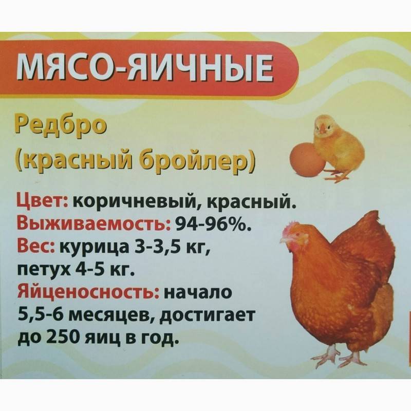 Куры редбро: фото, характеристика и описание породы, отзывы, содержание и кормление