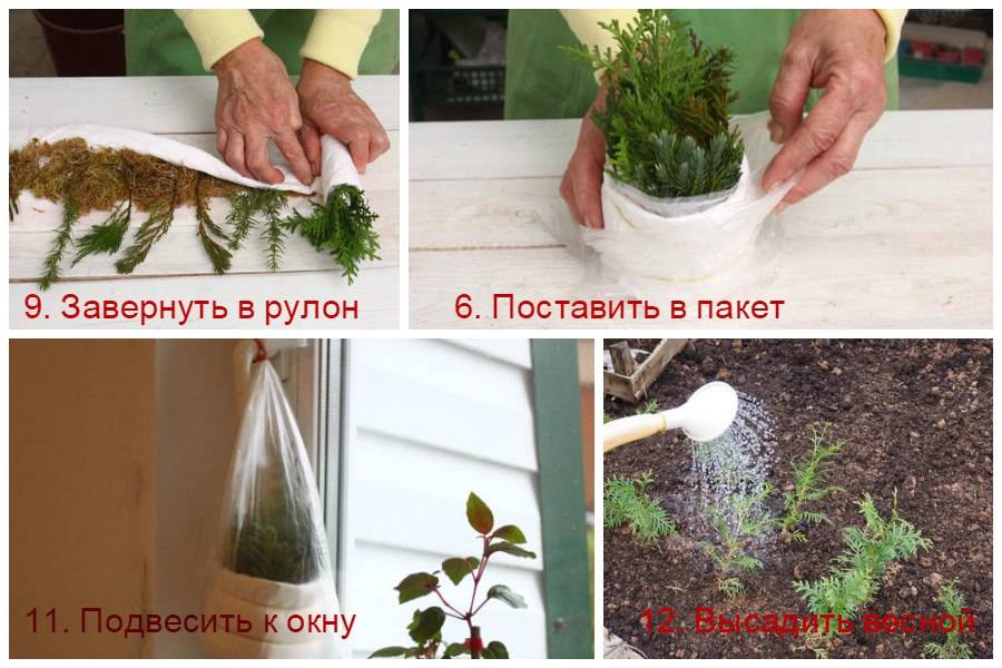 Как размножить тую черенками и семенами в домашних условиях - пошаговая инструкция