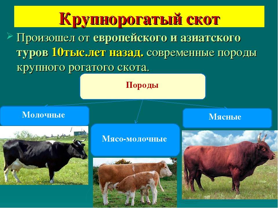 Заполните схему крупный рогатый скот хозяйственные группы породы