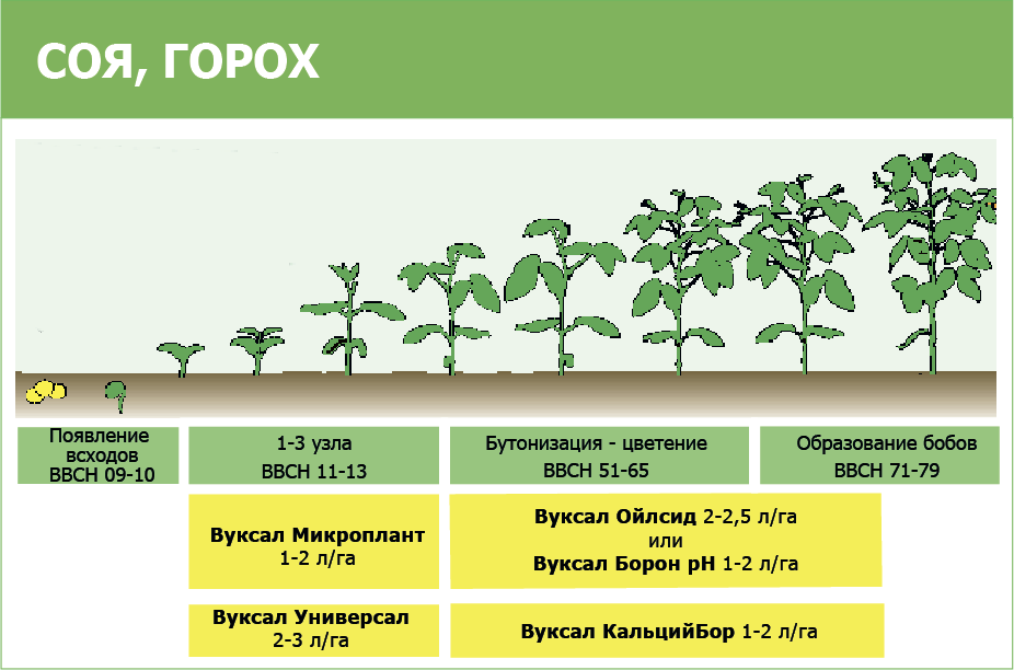 Чем лучше подкормить картофель после всходов