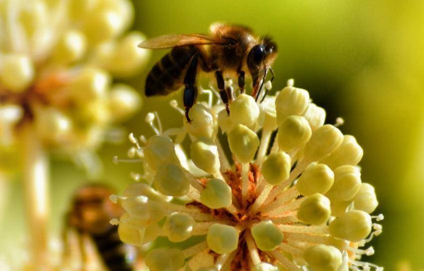 Отбор  у пчел пыльцевой обножки