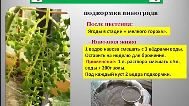 Схема подкормки винограда весной