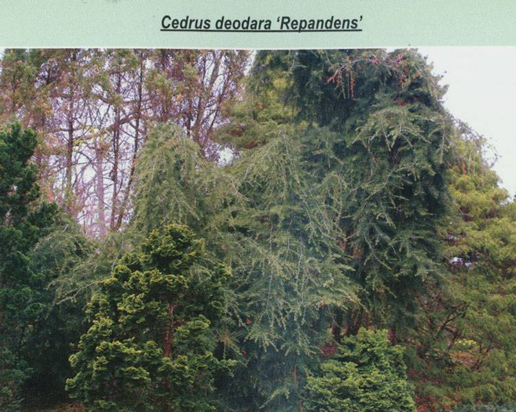 Кедр гималайский: описание, полезные свойства, выращивание, как растёт в крыму, фото