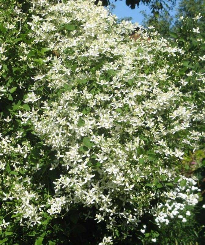 Клематис жгучий мелкоцветковый, белое облако: посадка и уход