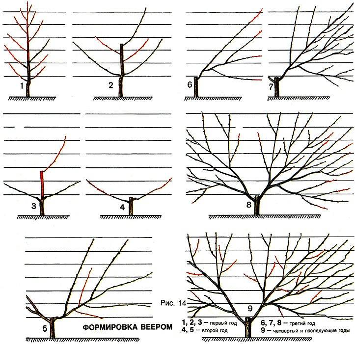 Технология обрезки вишни осенью: схемы и инструкции для начинающих