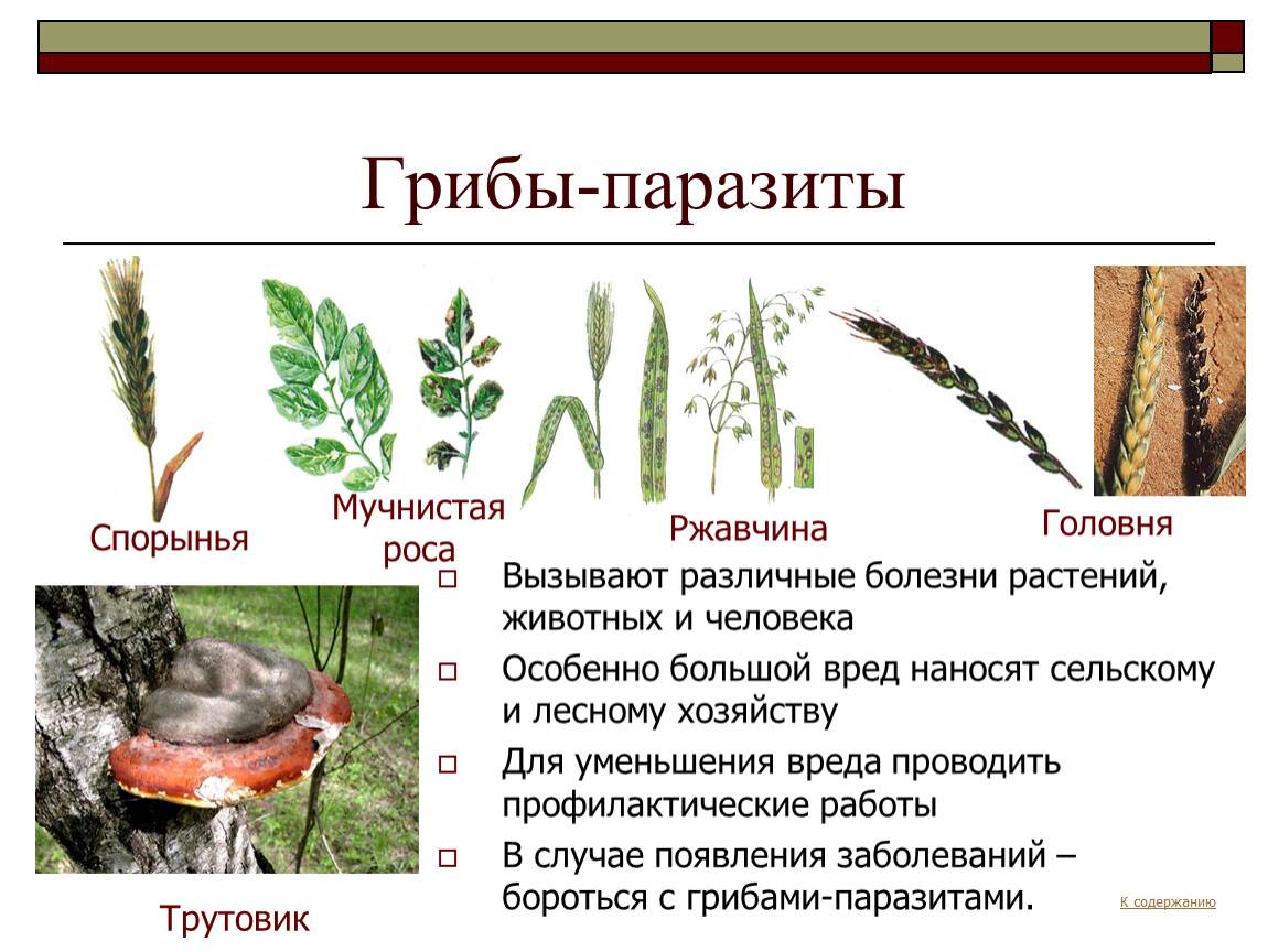 Грибы паразиты значение в природе и жизни человека